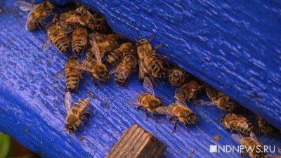 С апреля фермеры начали заказывать и отправлять в посылках пчел, пиявок и червей