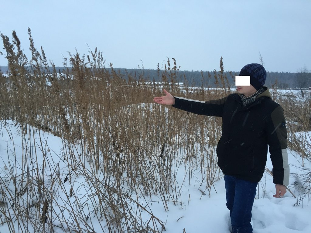 Конопля в поле зимой плюсы минусы марихуаны