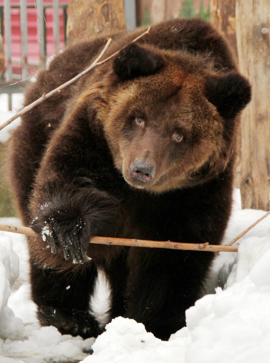 Новый День: В зоопарке проснулись медведи. Их кормят морковью и огурцами (ФОТО)