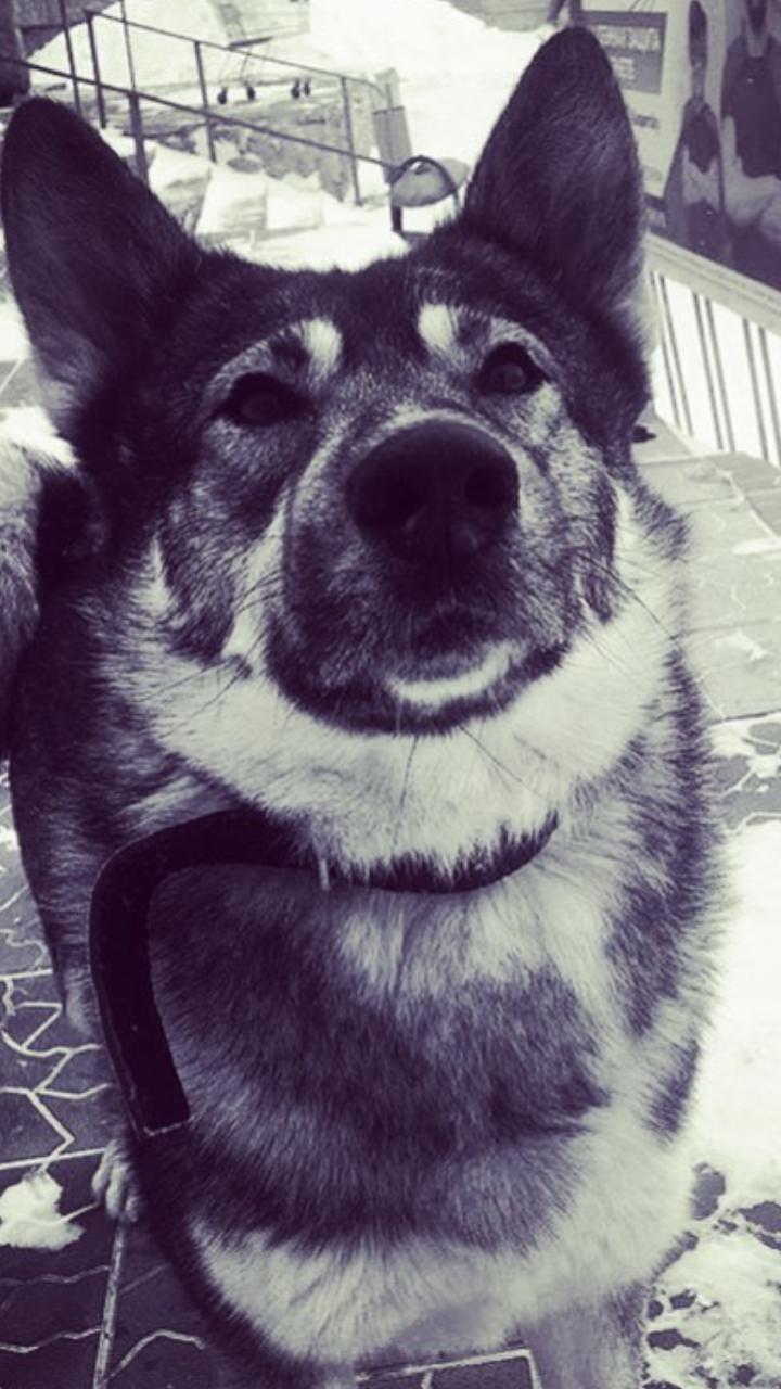 Новый День: В суд ушло дело живодера, который съел любимую собаку краснотурьинцев (ФОТО)
