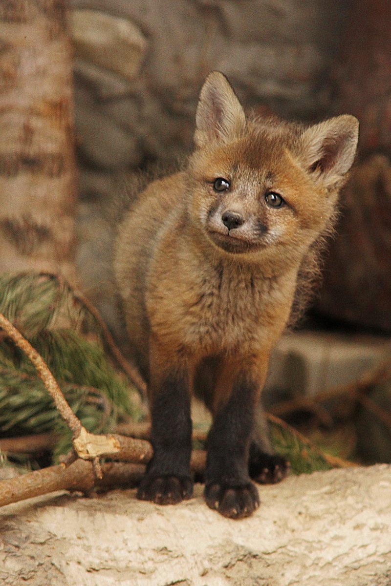 Новый День: У лис из зоопарка родилось четверо детенышей (ФОТО)