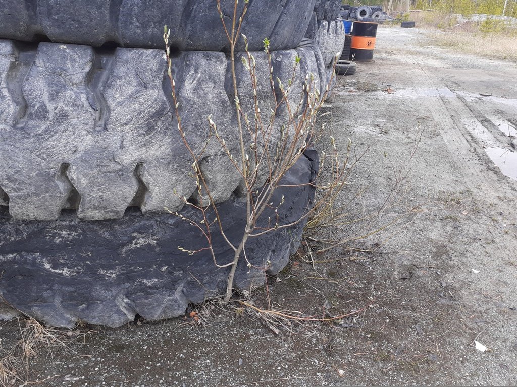 Новый День: Экологи обнаружили в Асбесте свалку шин большегрузной спецтехники (ФОТО)