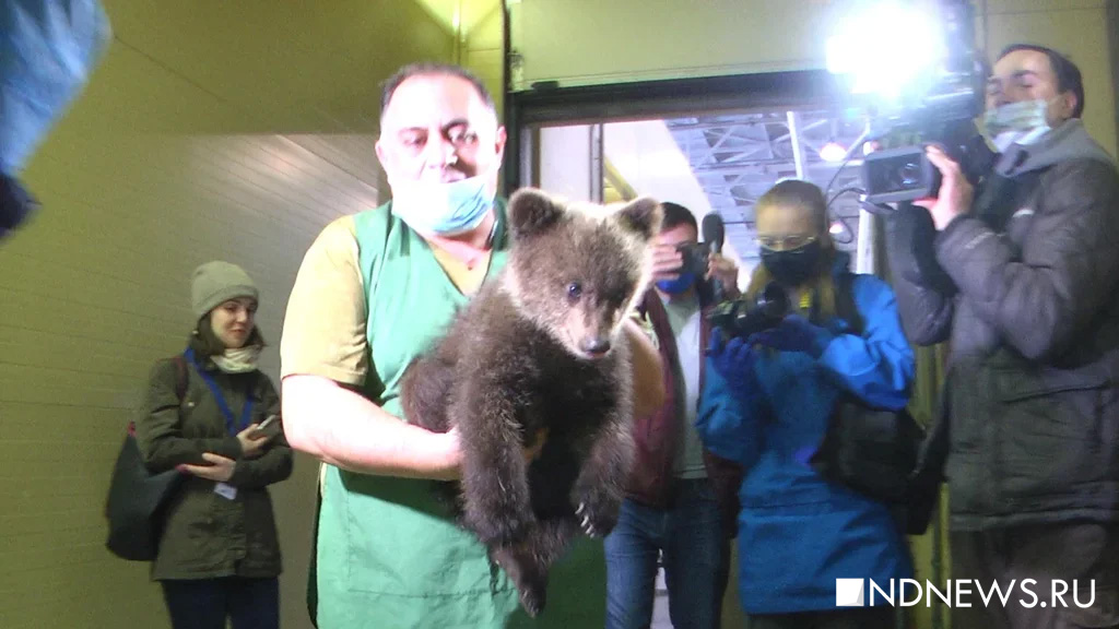 Новый День: Медвежат, у которых браконьеры убили мать, отправят в заповедник (ФОТО, ВИДЕО)