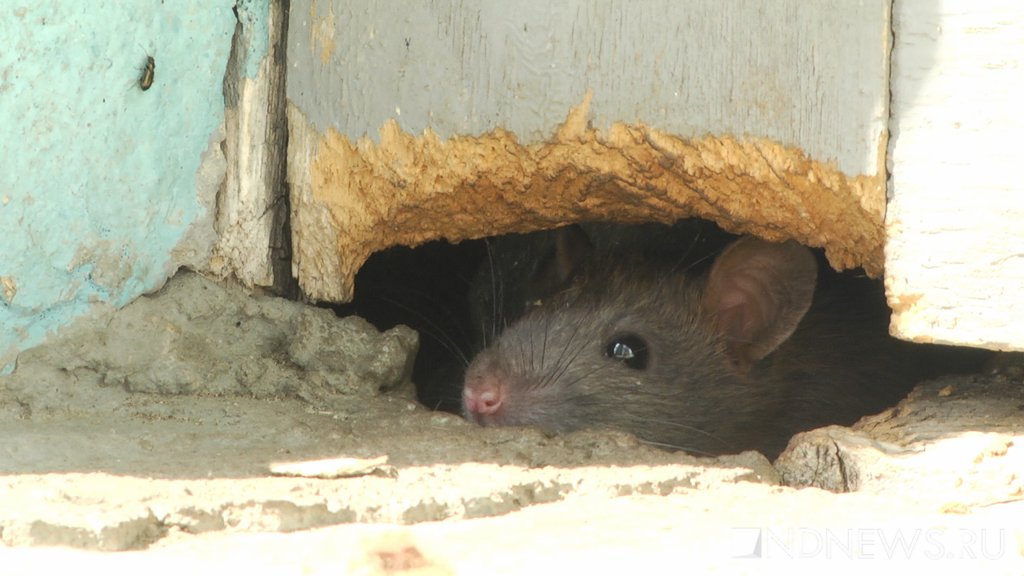 Чиновник объяснил, откуда берутся стаи крыс в Екатеринбурге