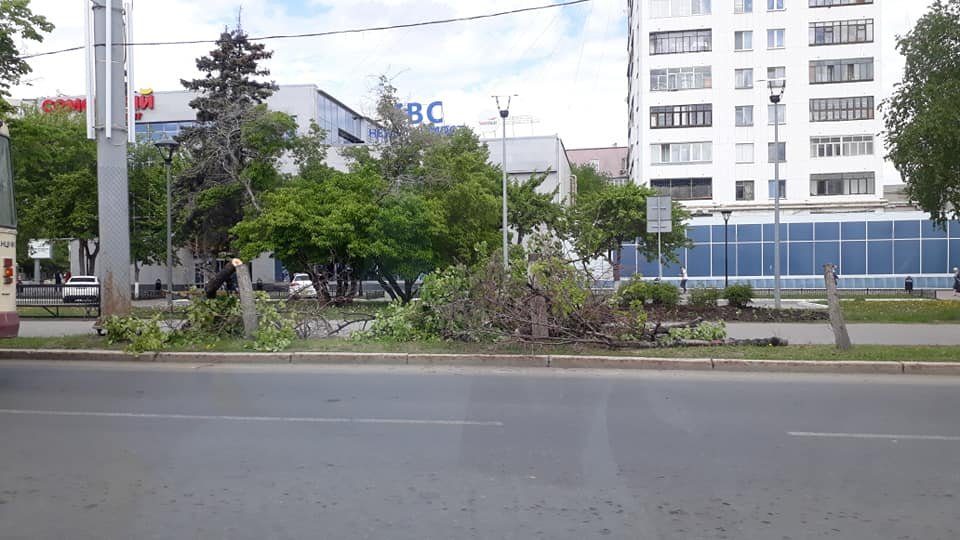 Новый День: В центре Челябинска вырубили знаменитые липы