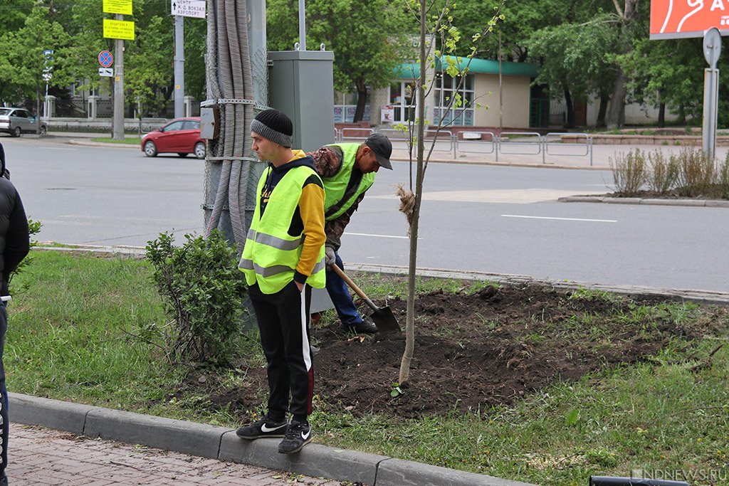 Новый День: Живые и мертвые: чиновники раскрыли секрет выбраковки деревьев в центре Челябинска (ФОТО, ВИДЕО)