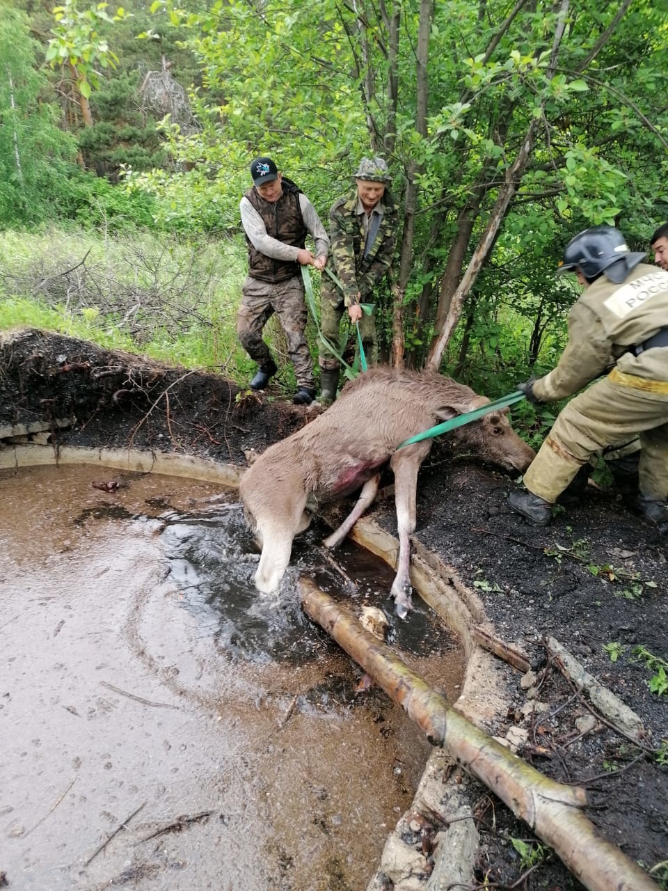Новый День: На Урале пожарные спасли лосенка, угодившего в яму с грязью (ФОТО)