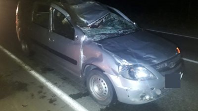 Три человека пострадали на уральской трассе после ДТП с лосем (ФОТО)