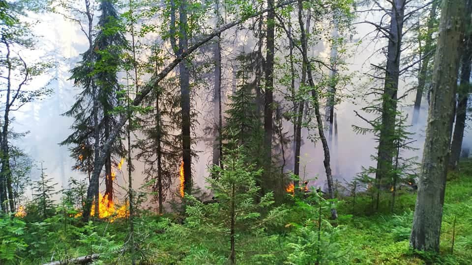 Новый День: Пожар в Денежкином Камне тушат 25 человек с земли и вертолет (ФОТО)