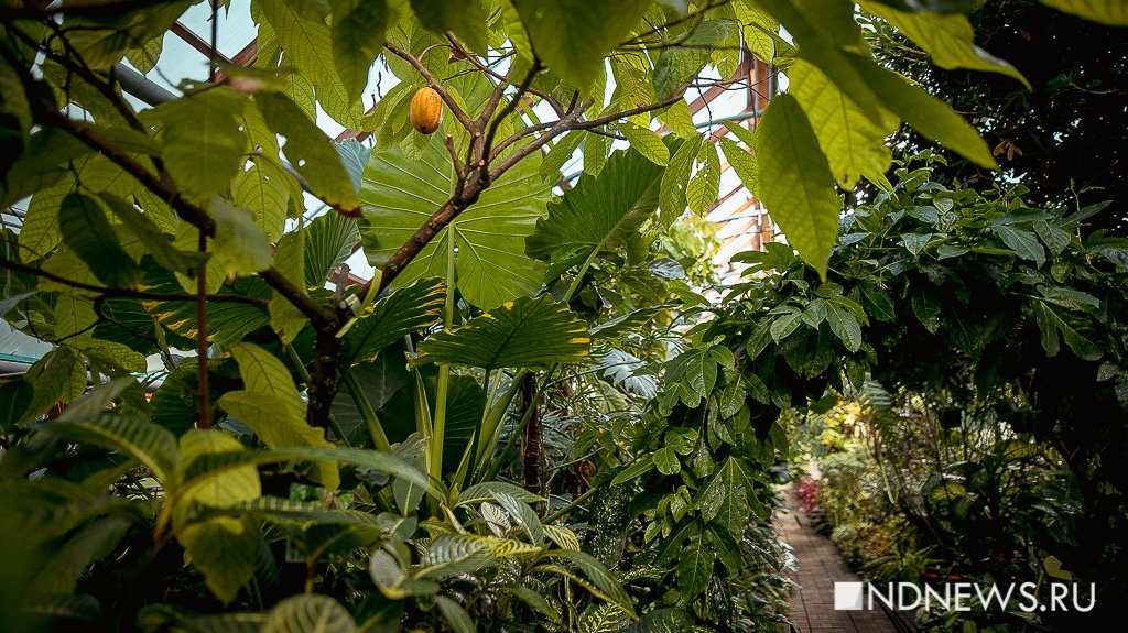 Новый День: В Ботаническом саду Екатеринбурга впервые заплодоносила гигантская маракуйя (ФОТО)