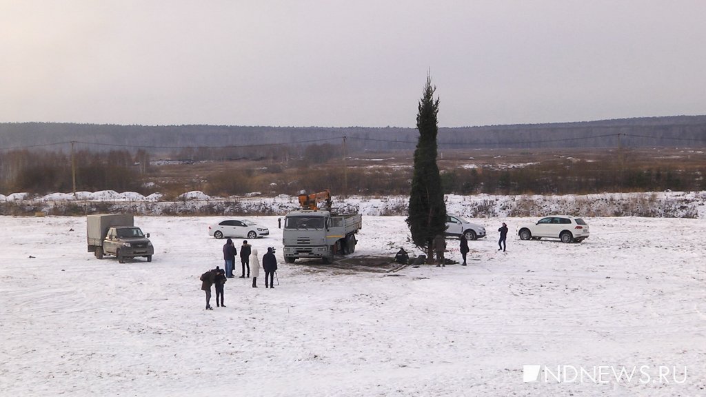 Новый День: В Академическом появилась живая 10-метровая ель (ФОТО, ВИДЕО)