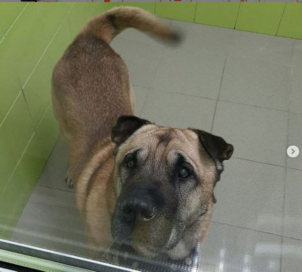 Новый День: Челябинка решила казнить своего пса за то, что стал плохо себя вести (ФОТО, ВИДЕО)
