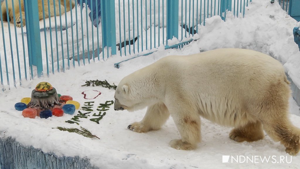 Новый День: Торт из огурцов и рыбы: екатеринбургский зоопарк отметил день рождения белого медведя (ФОТО, ВИДЕО)