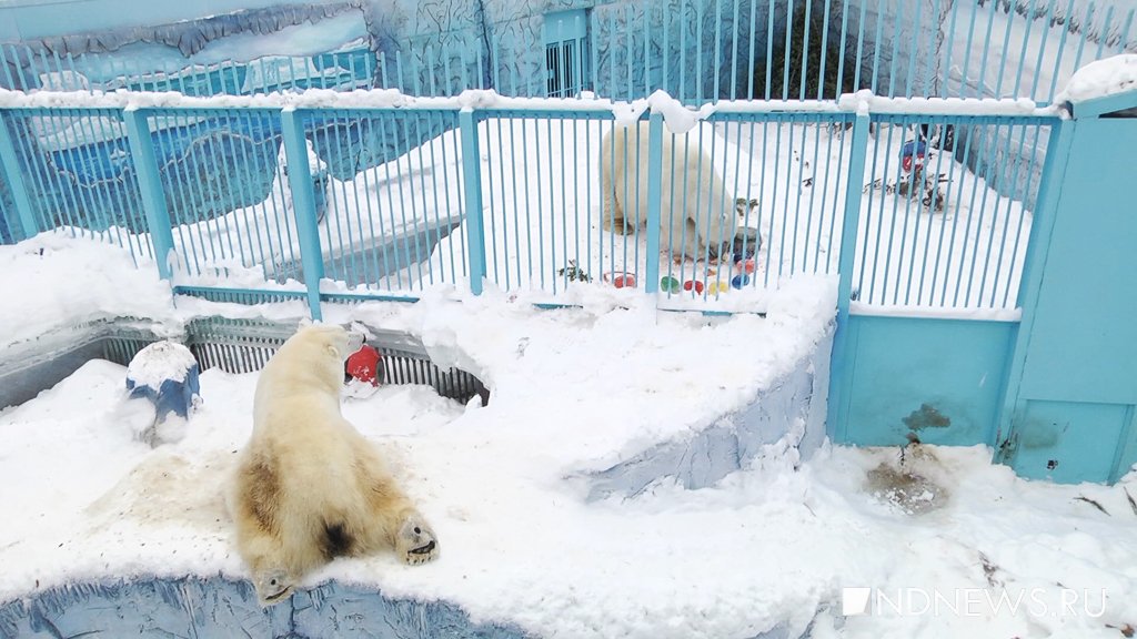 Новый День: Торт из огурцов и рыбы: екатеринбургский зоопарк отметил день рождения белого медведя (ФОТО, ВИДЕО)