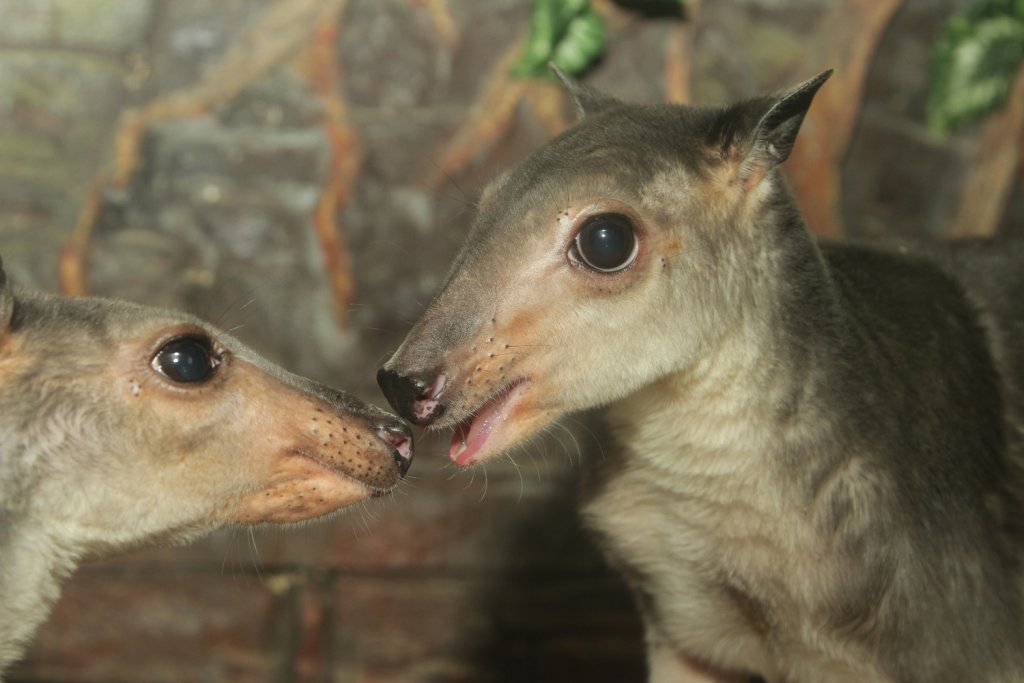 Новый День: В зоопарке Екатеринбурга родился второй кустарниковый кенгуренок (ФОТО)