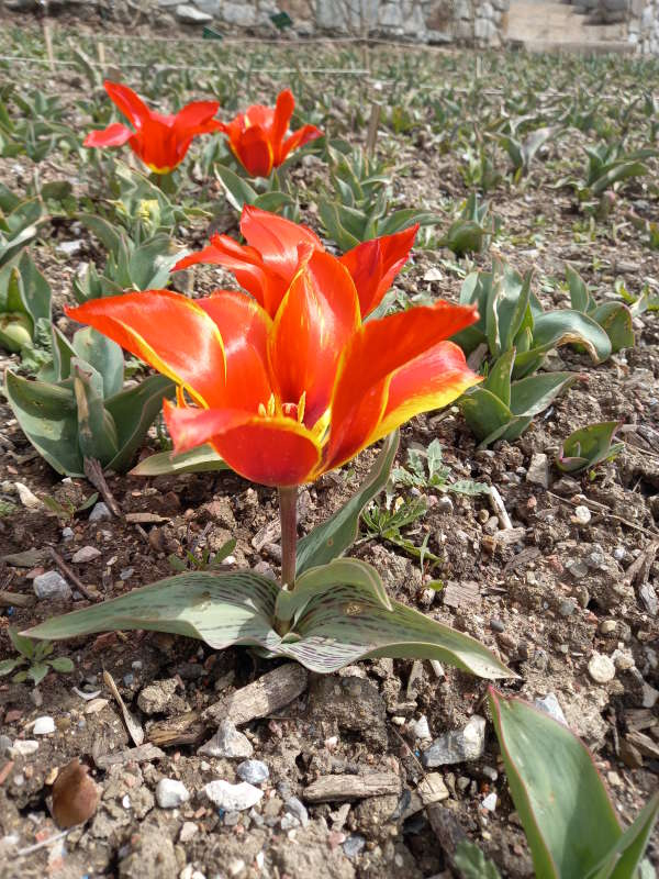 Новый День: В Крыму расцвели первые тюльпаны (ФОТО)