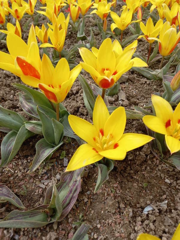 Новый День: В Крыму расцвели первые тюльпаны (ФОТО)