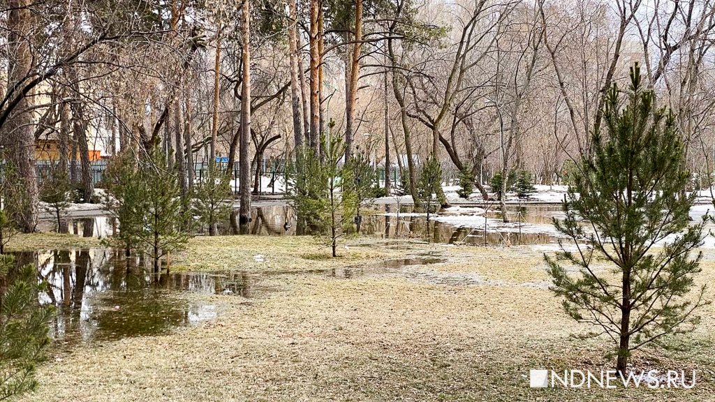 Новый День: В Екатеринбурге утки облюбовали лужи и техканалы (ФОТО)