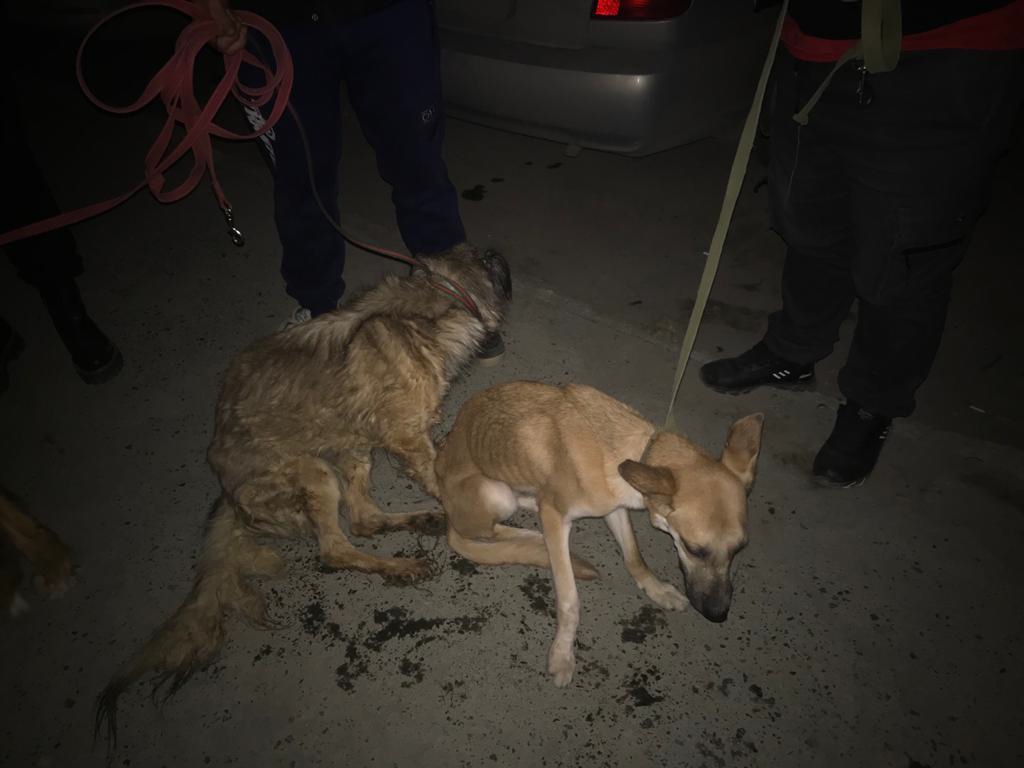Новый День: Зоозащитники забрали у жительницы Верхней Пышмы 11 истощенных собак
