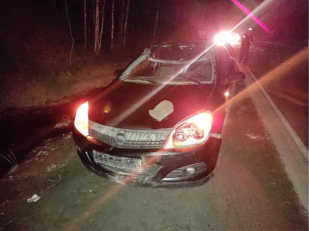 Новый День: На Серовском тракте автомобиль насмерть сбил лося (ФОТО)