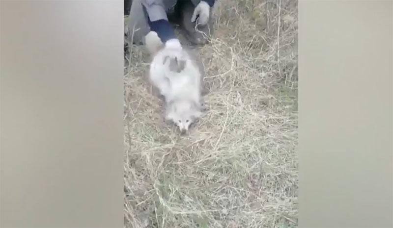 Новый День: В Приморье полицейские спасли редких животных из колодца (ФОТО)