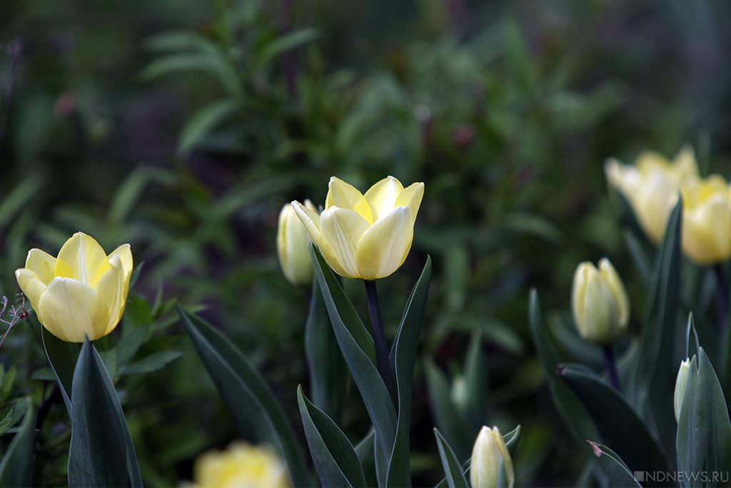 Новый День: Желтые тюльпаны: в Челябинске решили возродить одну из красивых советских традиций (ФОТО)