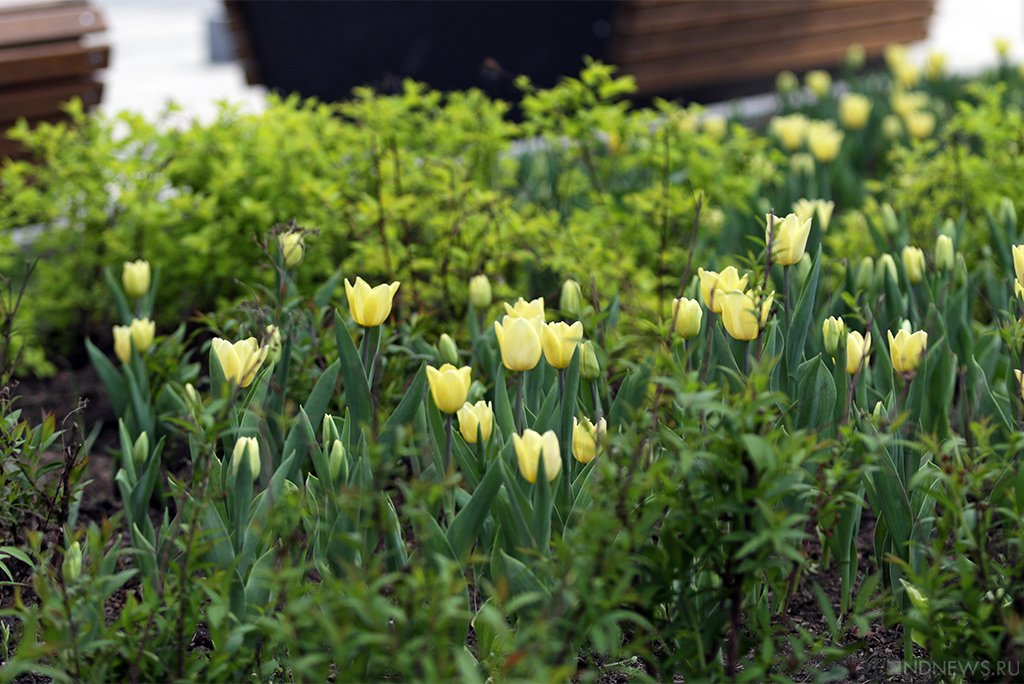 Новый День: Желтые тюльпаны: в Челябинске решили возродить одну из красивых советских традиций (ФОТО)