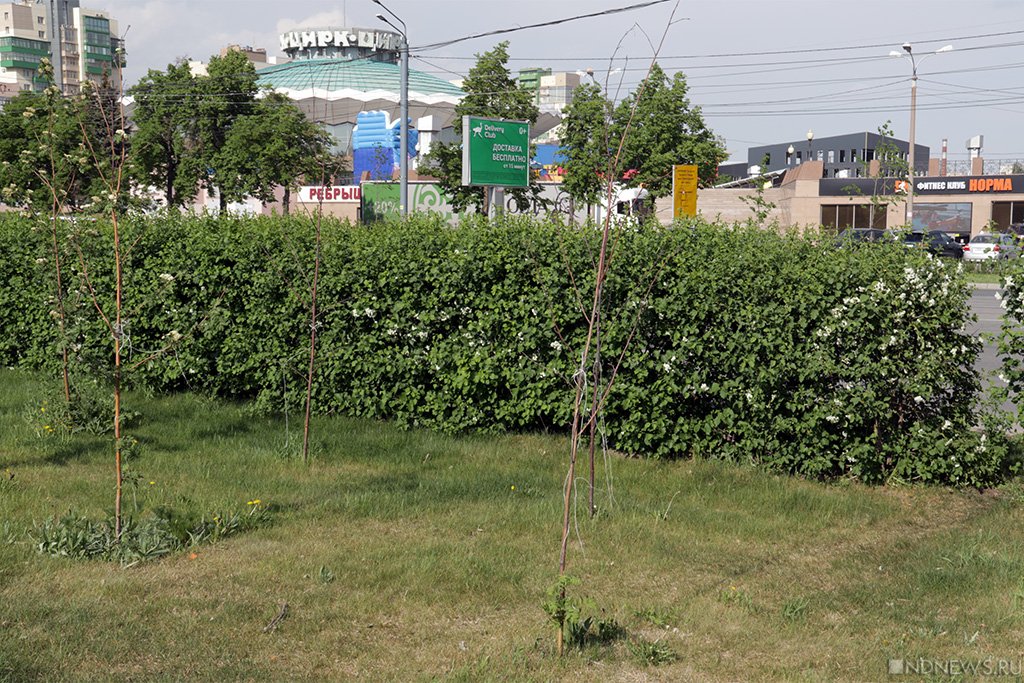Новый День: Кладбище деревьев: в Челябинске массово гибнут зеленые насаждения (ФОТОРЕПОРТАЖ)
