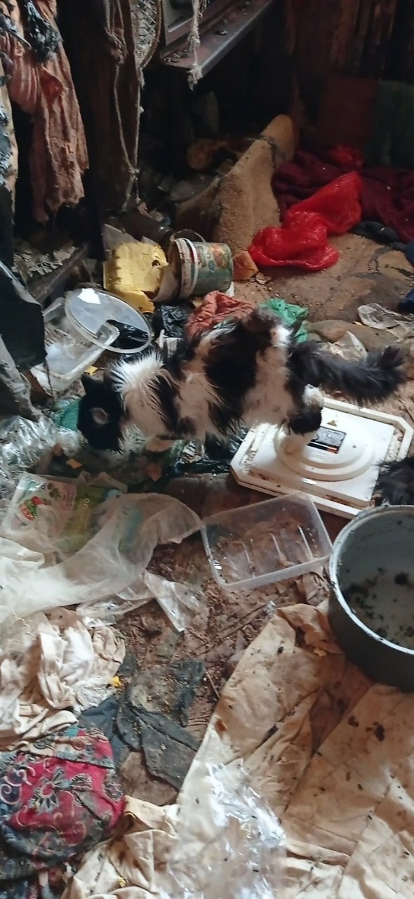 Новый День: В квартире пенсионерки нашли 37 кошек (ФОТО)