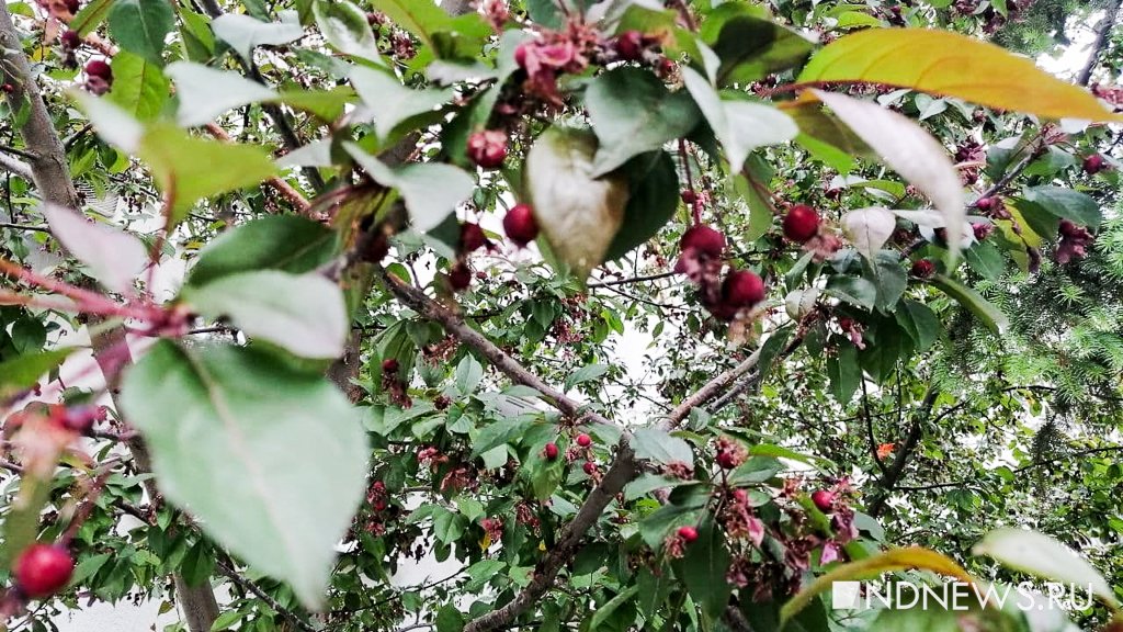 Новый День: Аномалия: на Урале в мае покраснели яблоки – на несколько месяцев раньше срока (ФОТО)