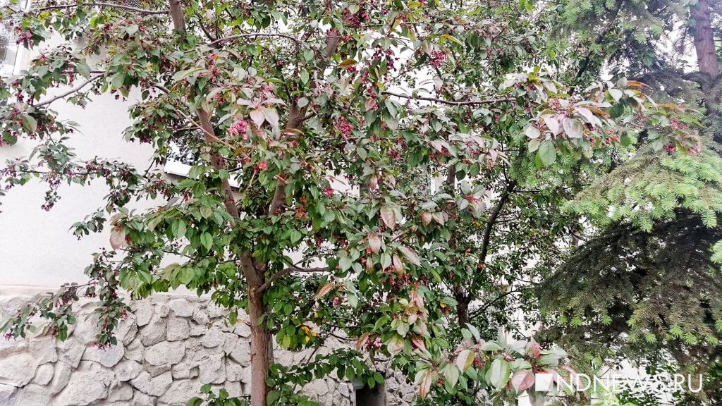 Новый День: Аномалия: на Урале в мае покраснели яблоки – на несколько месяцев раньше срока (ФОТО)