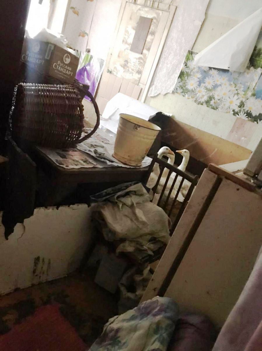 Новый День: В Реже женщина разводит гусей и индюков в двухкомнатной квартире (ФОТО)