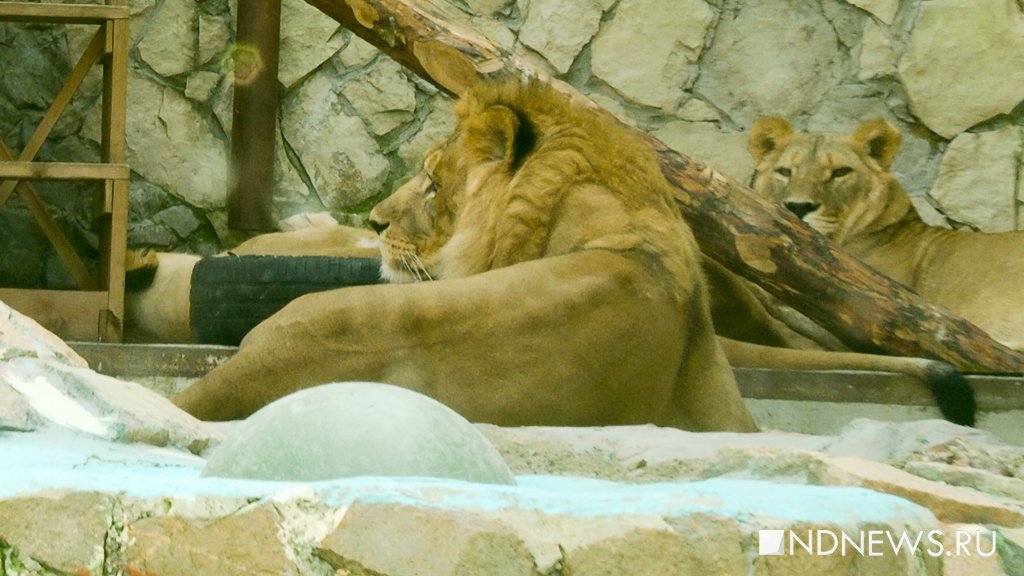 Новый День: Медведица кайфует, львы спят: как спасаются от жары звери в зоопарке (ФОТО, ВИДЕО)