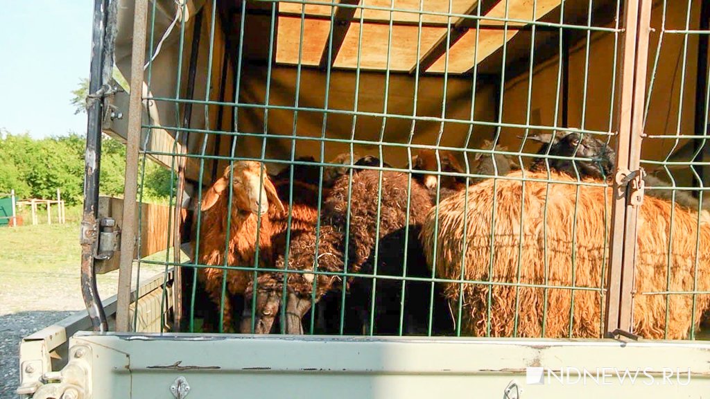 Тагильчанина будут судить за кражу 63 овец и баранов