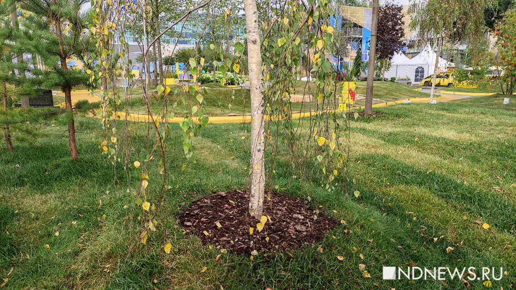 Новый День: Растения не вянут, они готовятся к осени: организаторы Атмосферы рассказали, как спасают деревья от жары (ФОТО)