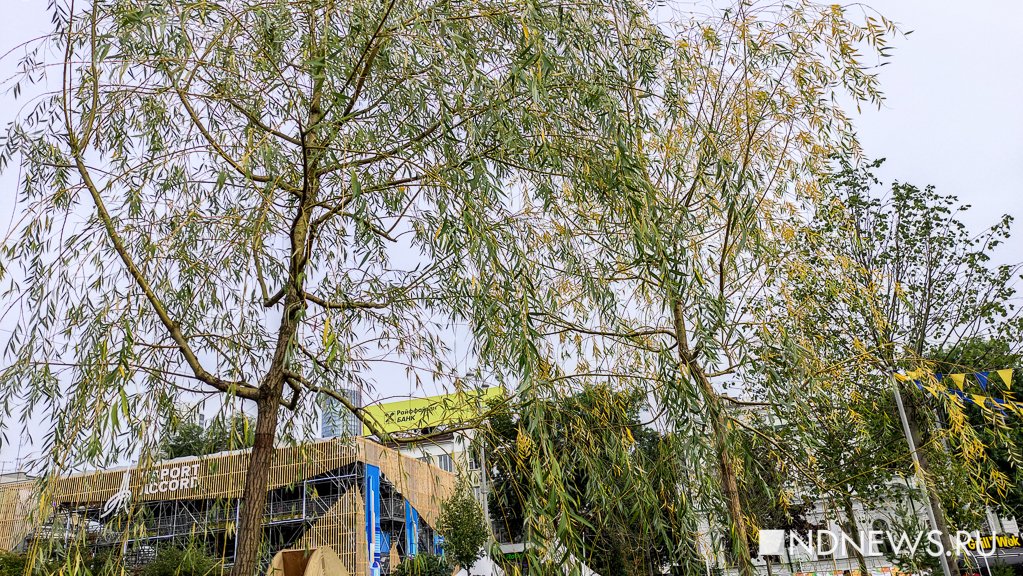Новый День: Растения не вянут, они готовятся к осени: организаторы Атмосферы рассказали, как спасают деревья от жары (ФОТО)