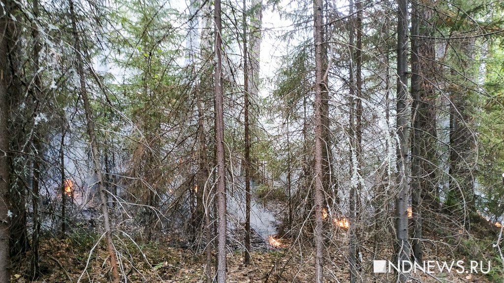 В Свердловской области горит 218 гектаров леса