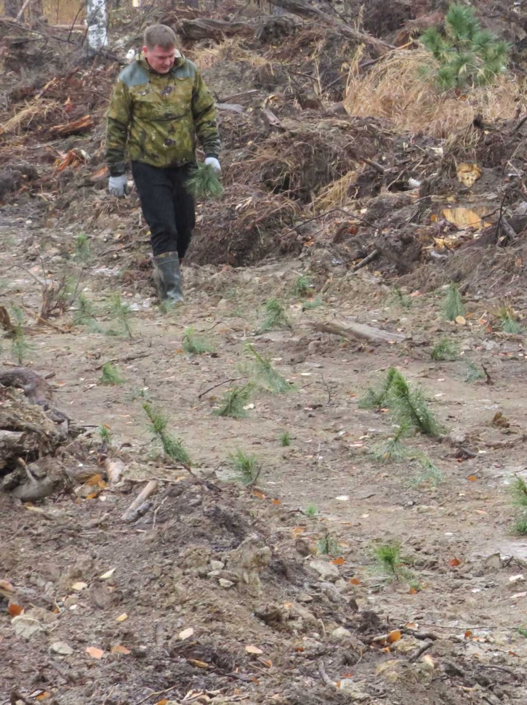 Новый День: В лесах Свердловской области стало на 750 тысяч деревьев больше (ФОТО)