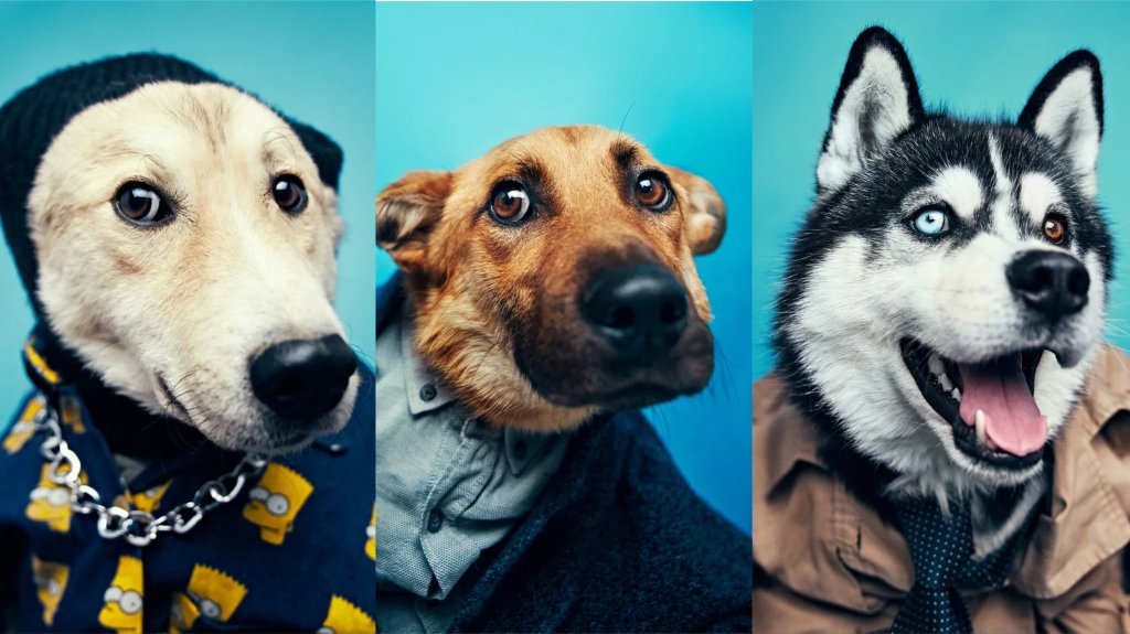 Новый День: Модный фотограф снял псов из приюта в одежде из секонд-хенда (ФОТО)