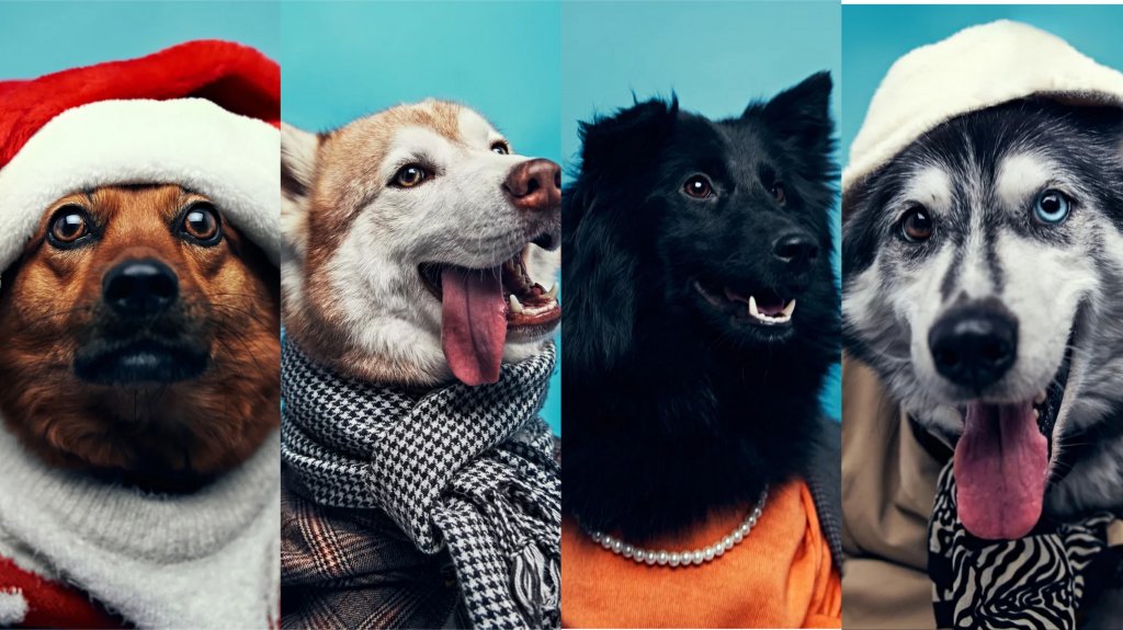 Новый День: Модный фотограф снял псов из приюта в одежде из секонд-хенда (ФОТО)