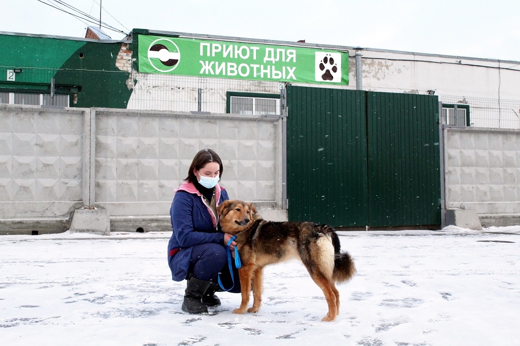 Новый День: Сотрудники Спецавтобазы поймали в Екатеринбурге 756 собак (ФОТО)