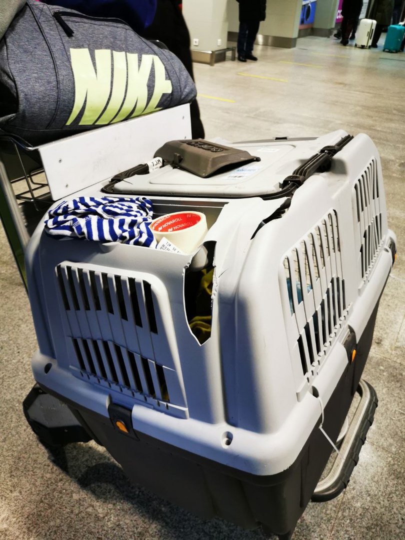 Новый День: В Рощино сотрудники аэропорта разбили переноску с собакой внутри (ФОТО)