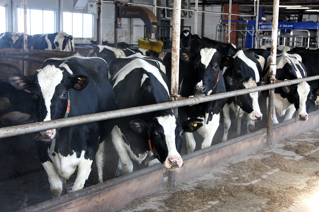 Новый День: В Екатеринбурге родился генно-модифицированный теленок: корова со взломанной ДНК будет жить на обычной ферме (ФОТО)