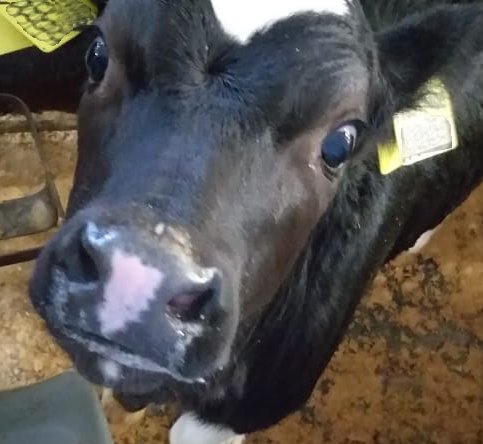 Новый День: В Екатеринбурге родился генно-модифицированный теленок: корова со взломанной ДНК будет жить на обычной ферме (ФОТО)