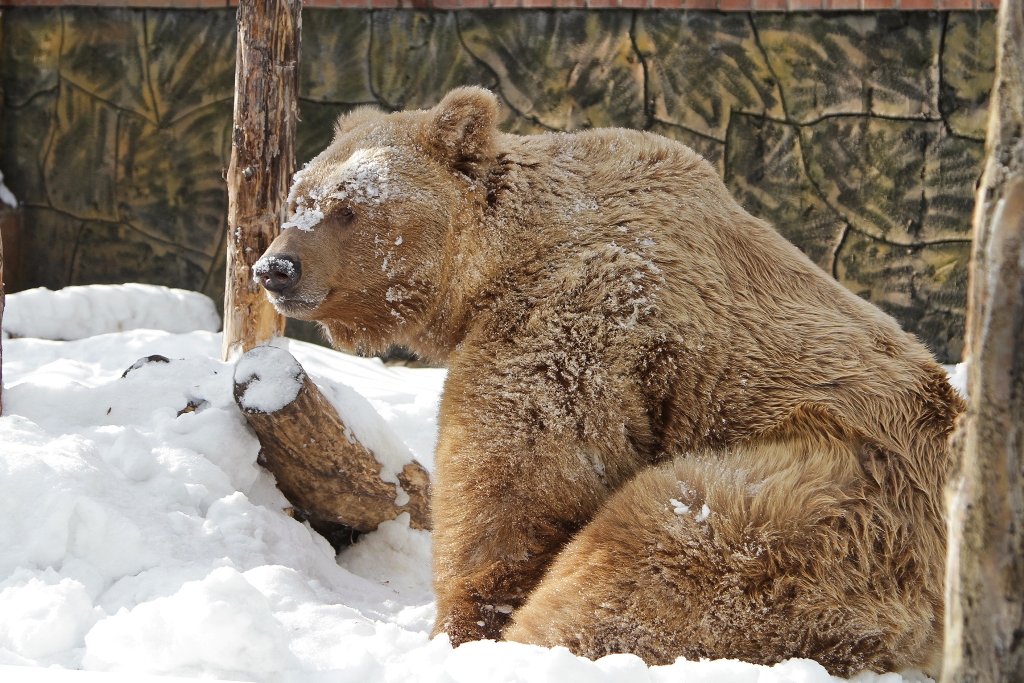 Новый День: Медведи Екатеринбурга вышли из спячки (ФОТО)