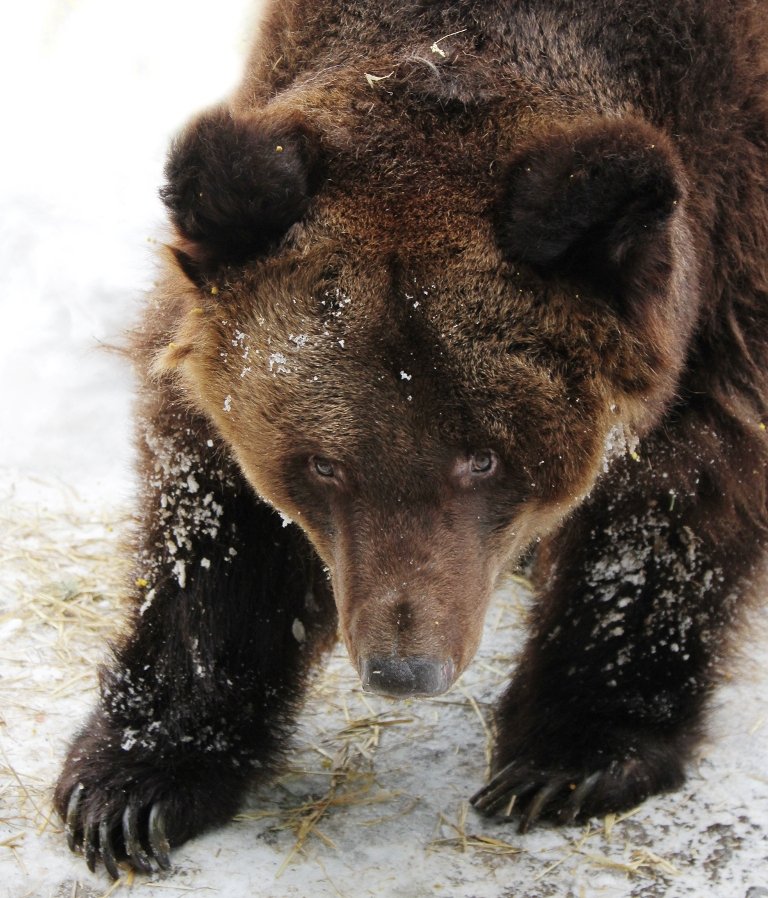Новый День: Медведи Екатеринбурга вышли из спячки (ФОТО)
