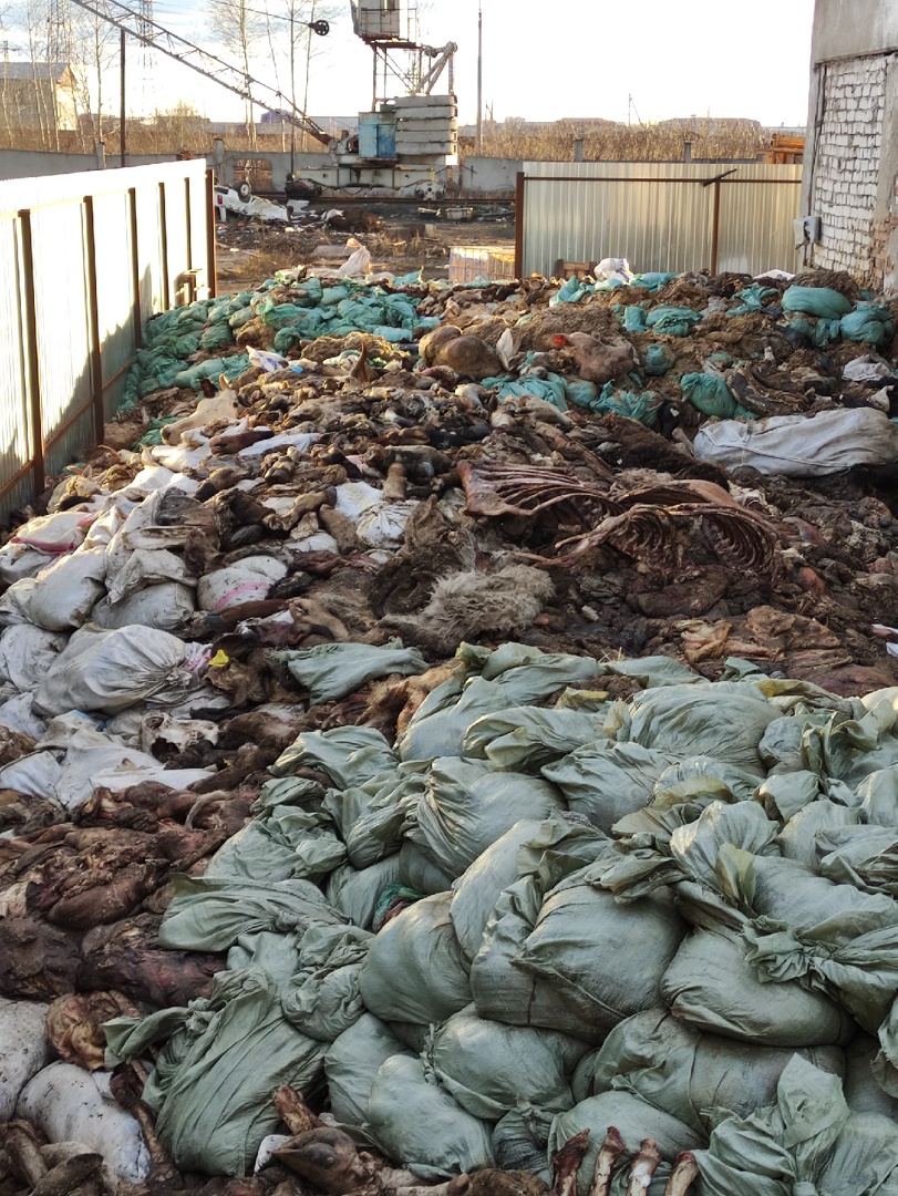 Новый День: В Кургане прокуратура проверит зловонный крематорий для сжигания скота