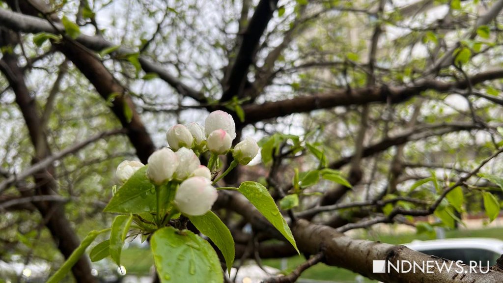 Новый День: В Екатеринбурге зацвели яблони (ФОТО)