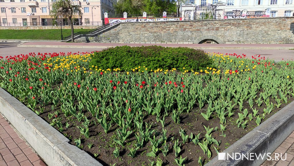 Новый День: В Екатеринбурге расцвели тюльпаны (ФОТО)