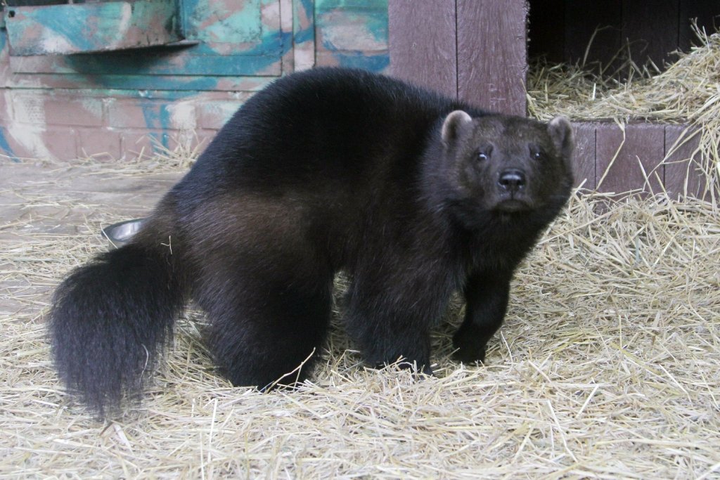 Новый День: В Екатеринбургском зоопарке появился зверь, которого побаиваются даже медведи (ФОТО)